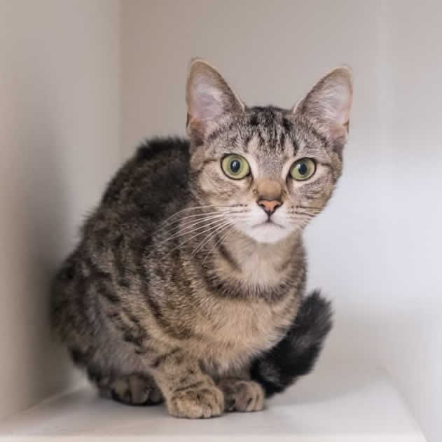 dog at reception Pinfold Vets