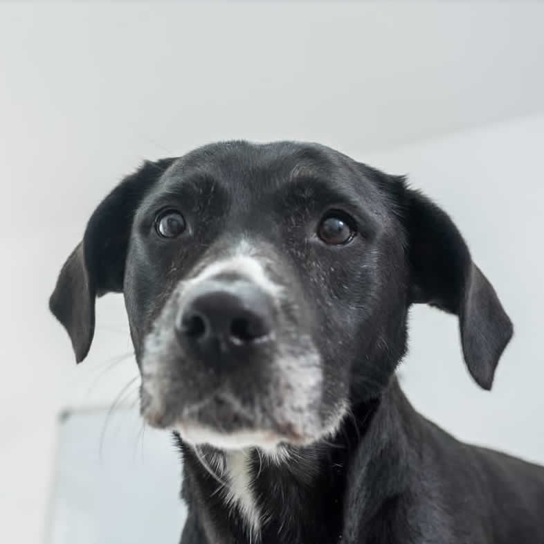 Puppies Pinfold Vets