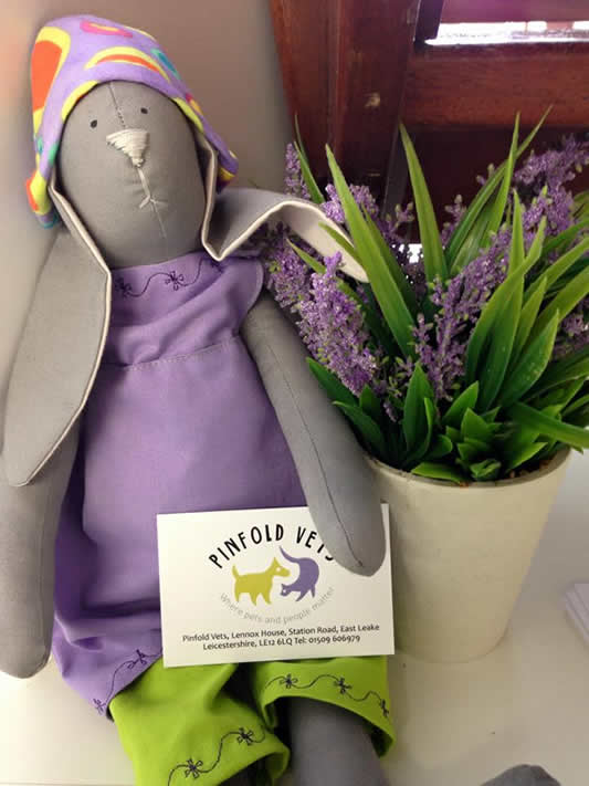 Amy vet nurse and kitten at Pinfold Vets