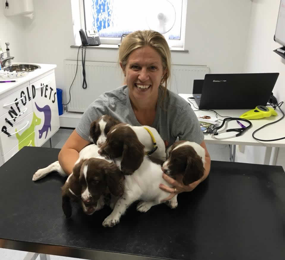 Border terrier at Pinfold Vets
